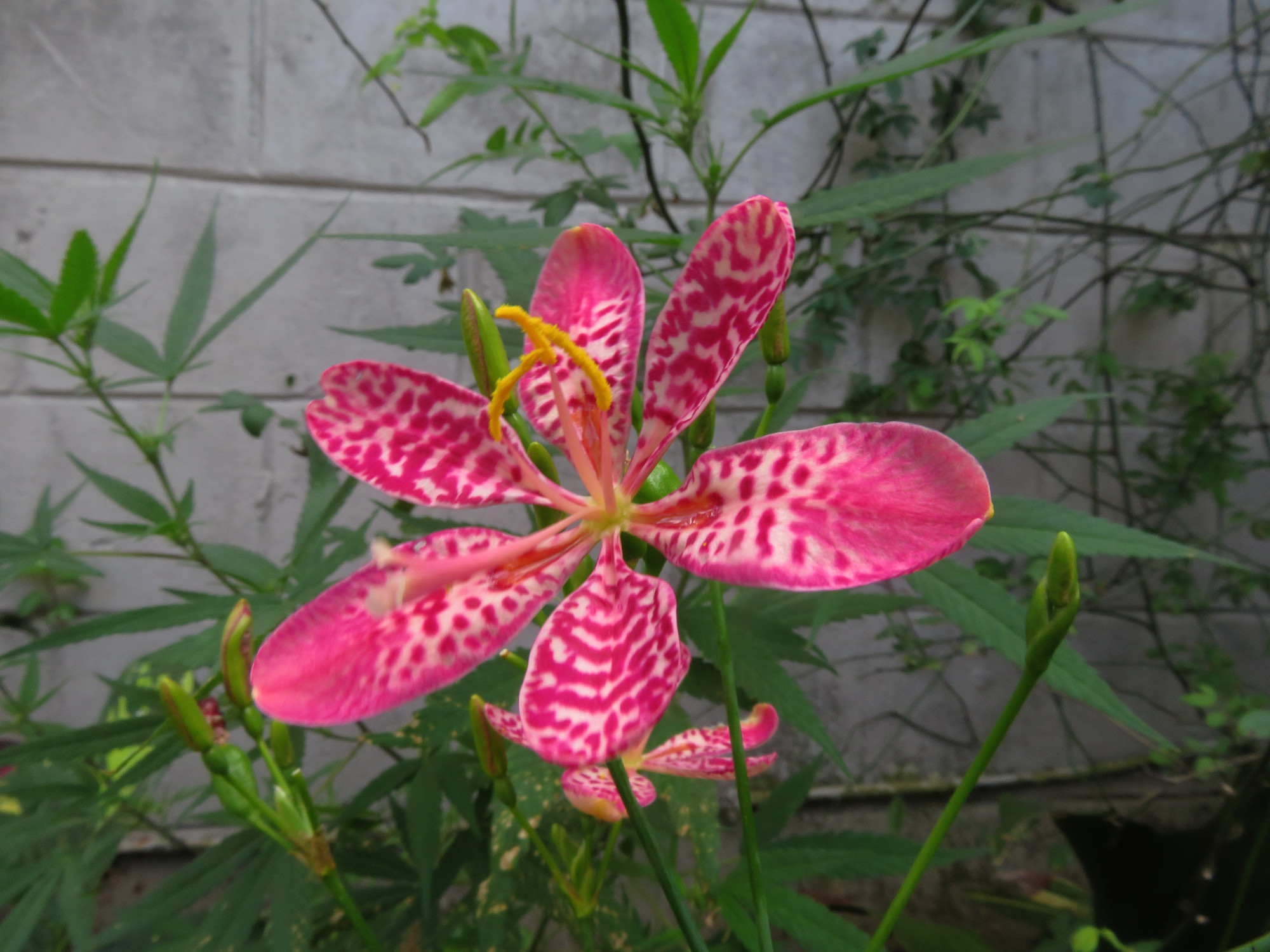 6419Flower.JPG