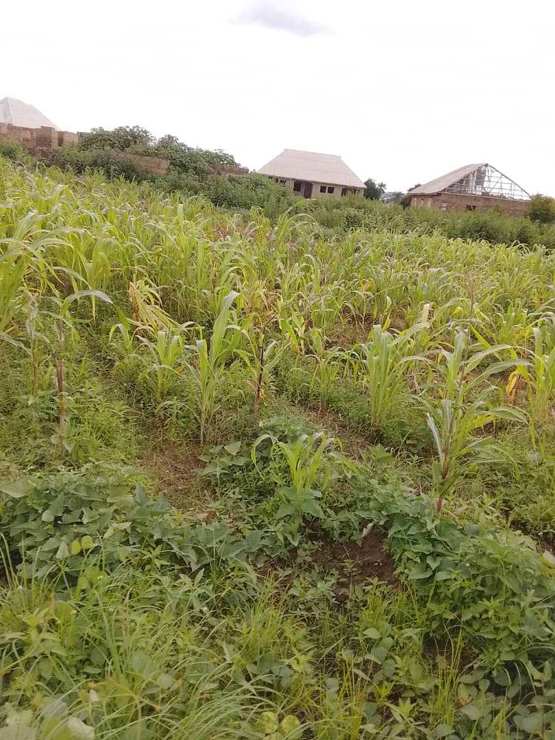 overwhelmed guinea corn farm