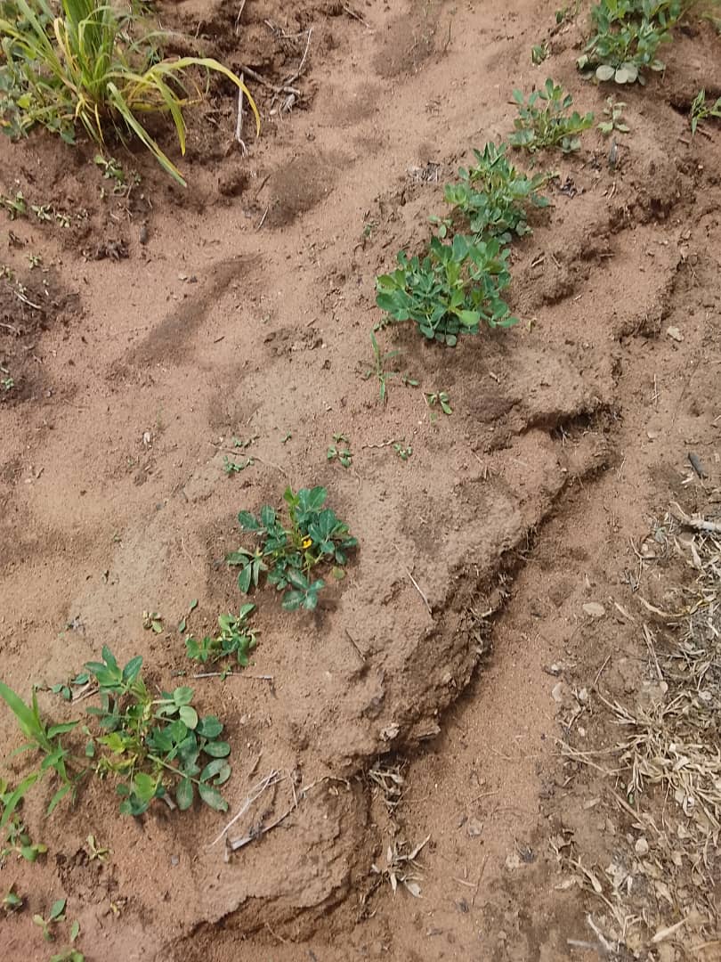 groundnut plant
