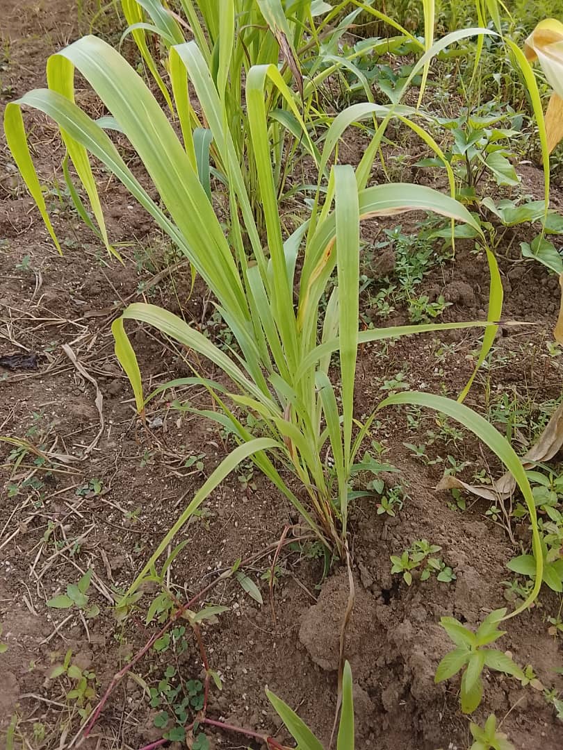 while weeding is ongoing