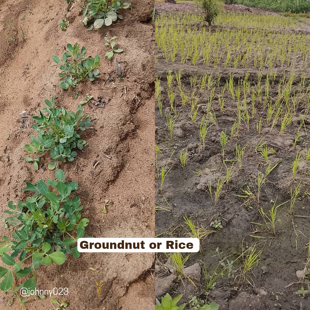 rice and groundnut plant in comparison