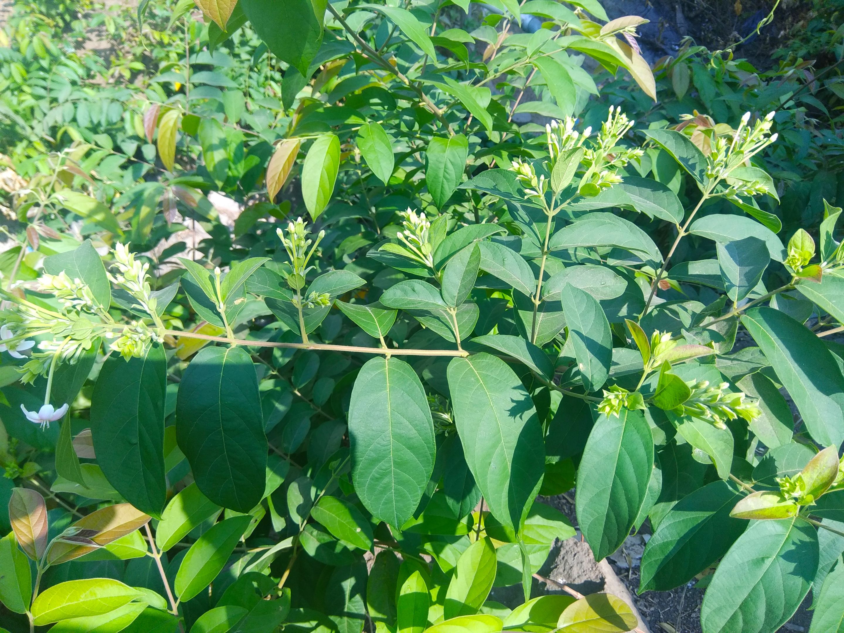 _Arya__Combretum_indicum_in_Pilangsari_2019_0.jpg