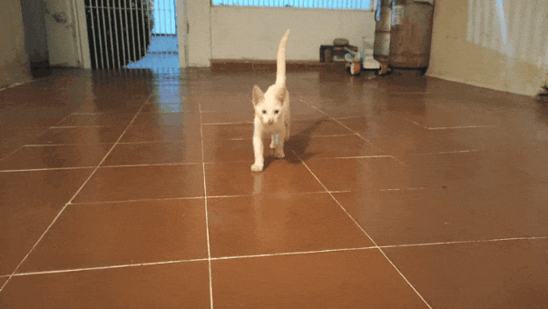 23vsNbCsD4wVmPw54HKFfMDeZPG7bCX2ArB3U8fHecTihek1sg92iNzKQDv1BSouDkNdW.gif