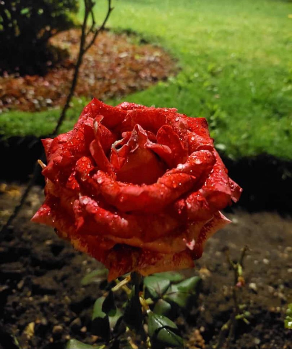 Rosa.jpg