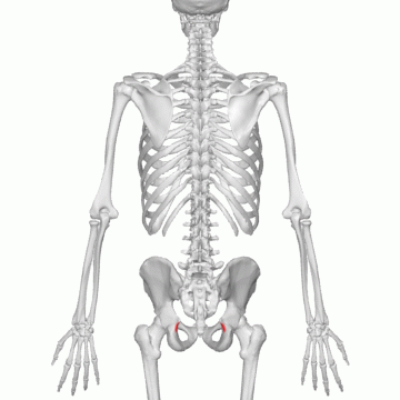 Lesser_sciatic_notch_01_animation.gif