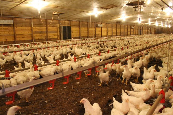 pullet-house-1.jpg