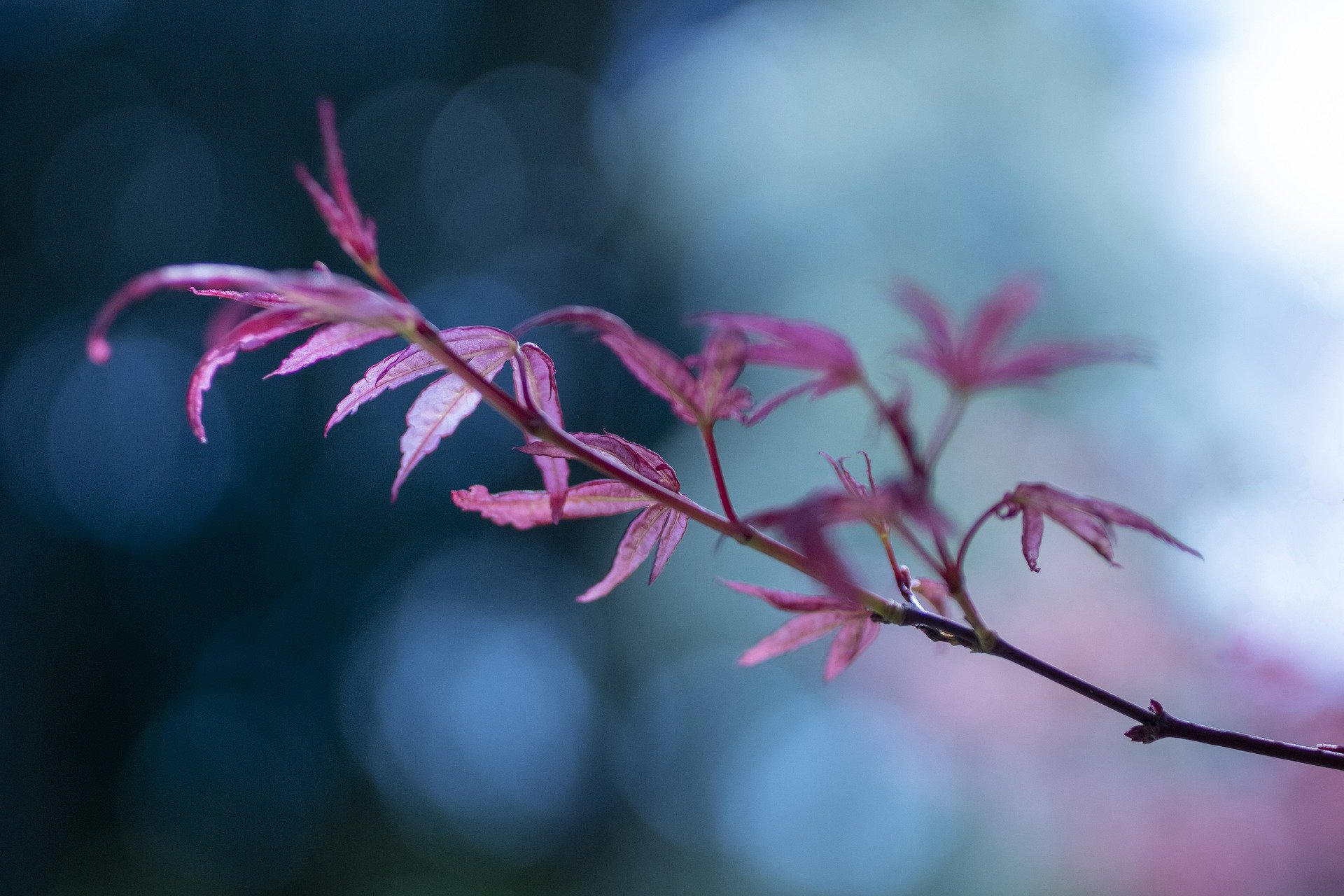 leaves-gd77a82ffd_1920.jpg