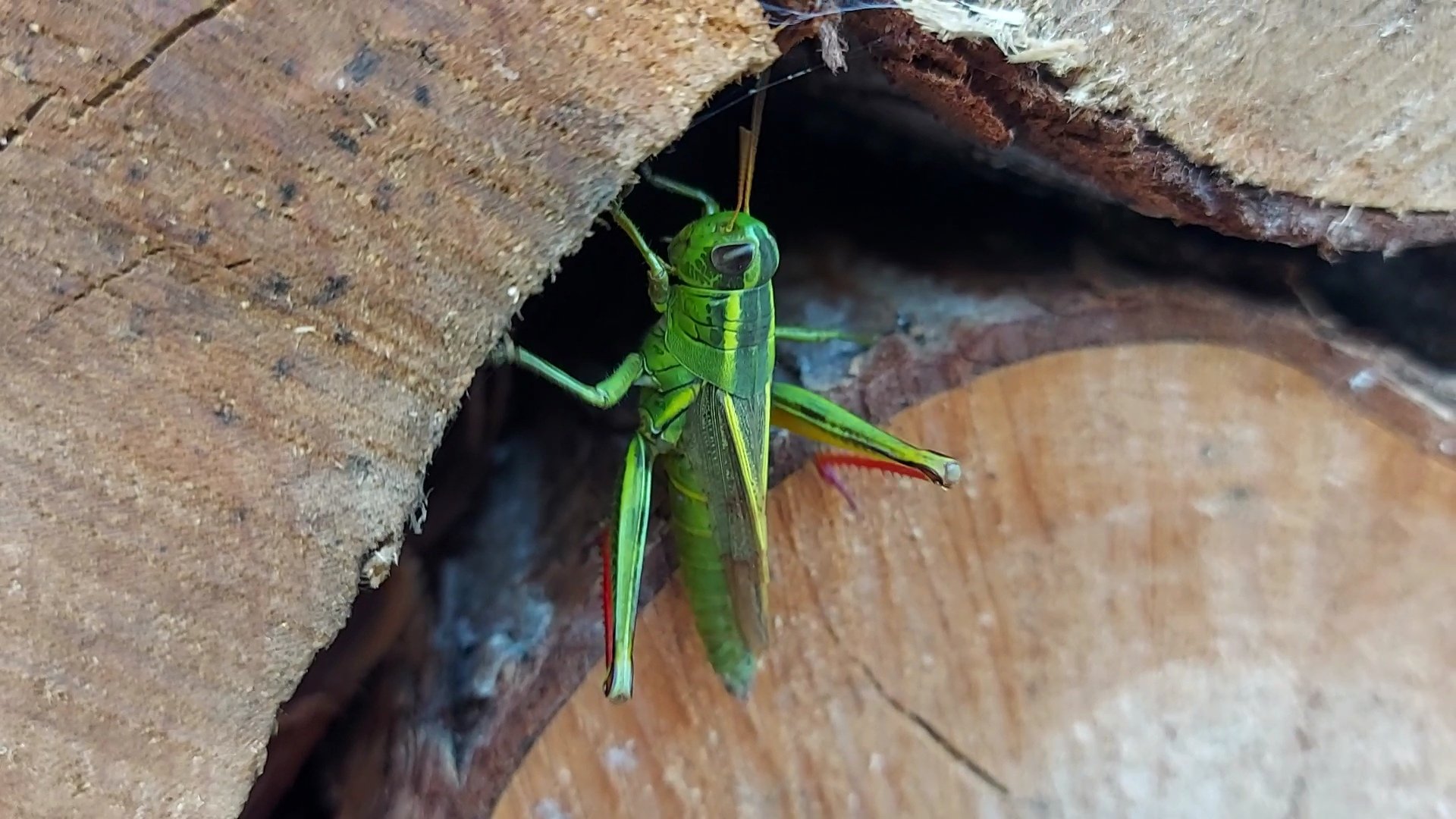 grasshopper.jpg