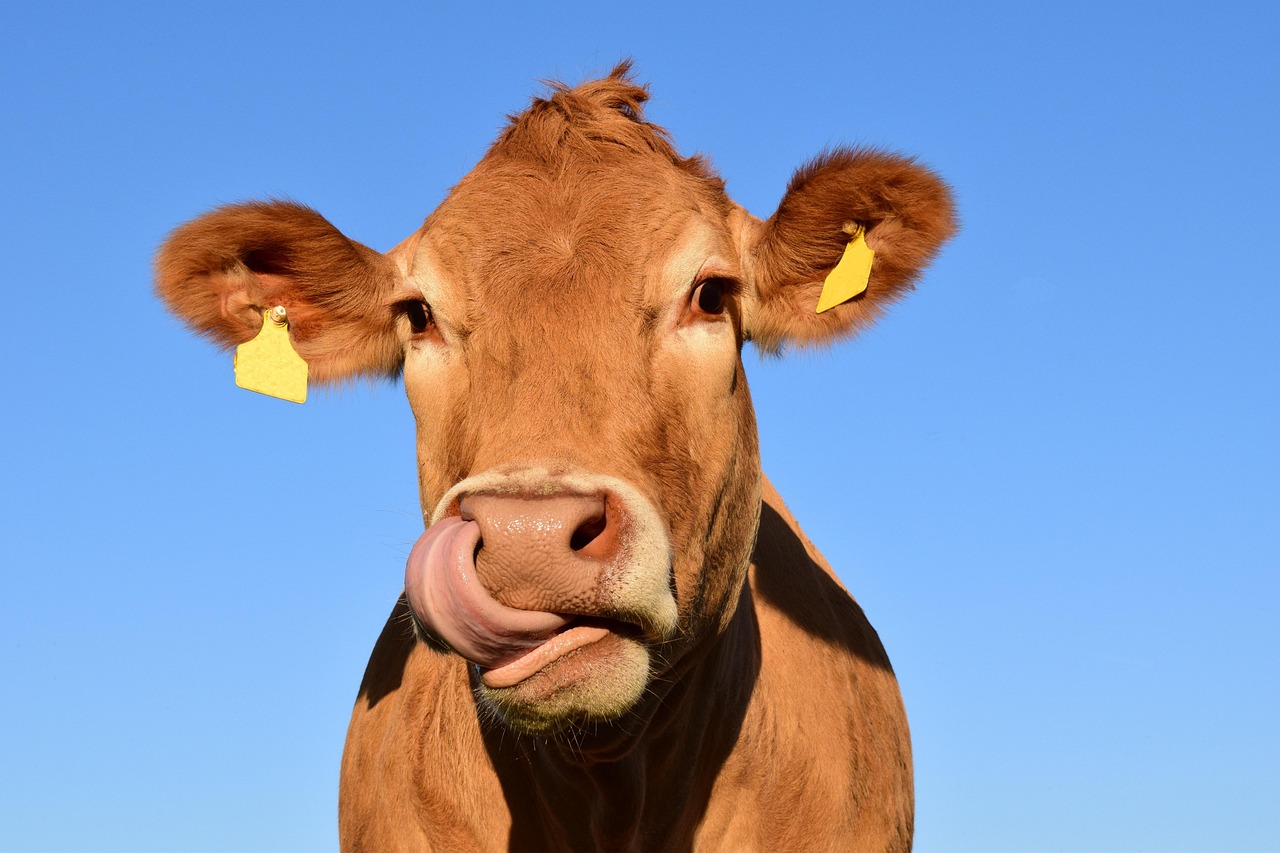 cow doing kechari mudra pix.jpg