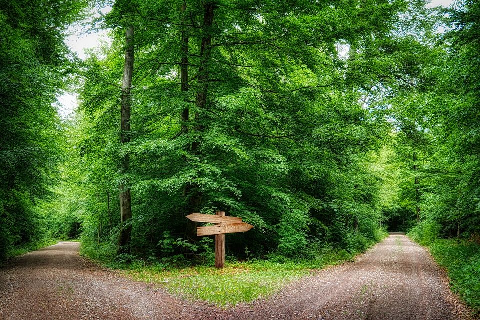 path fork forest pixa.jpg