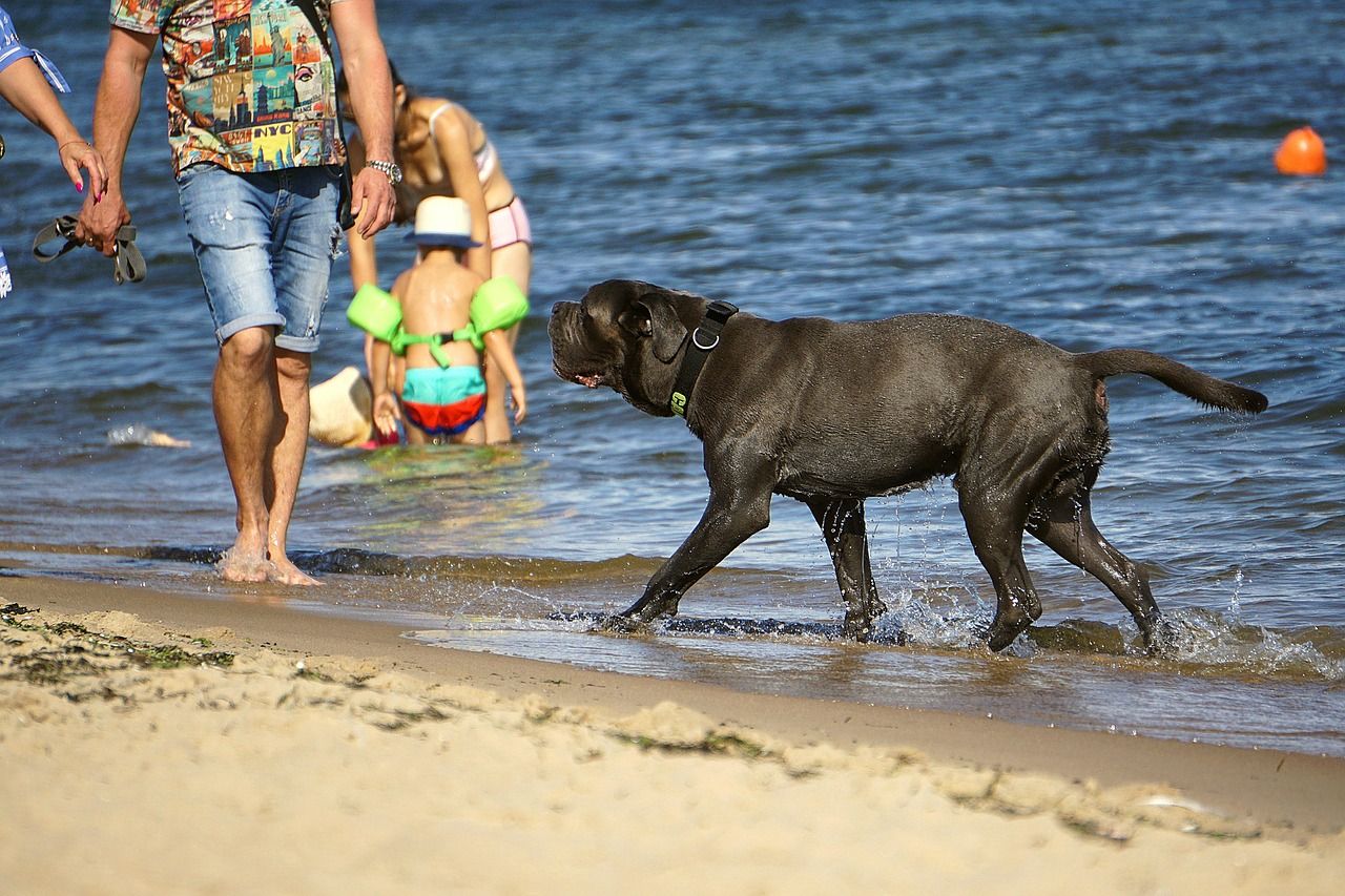 dog beach pixa.jpg