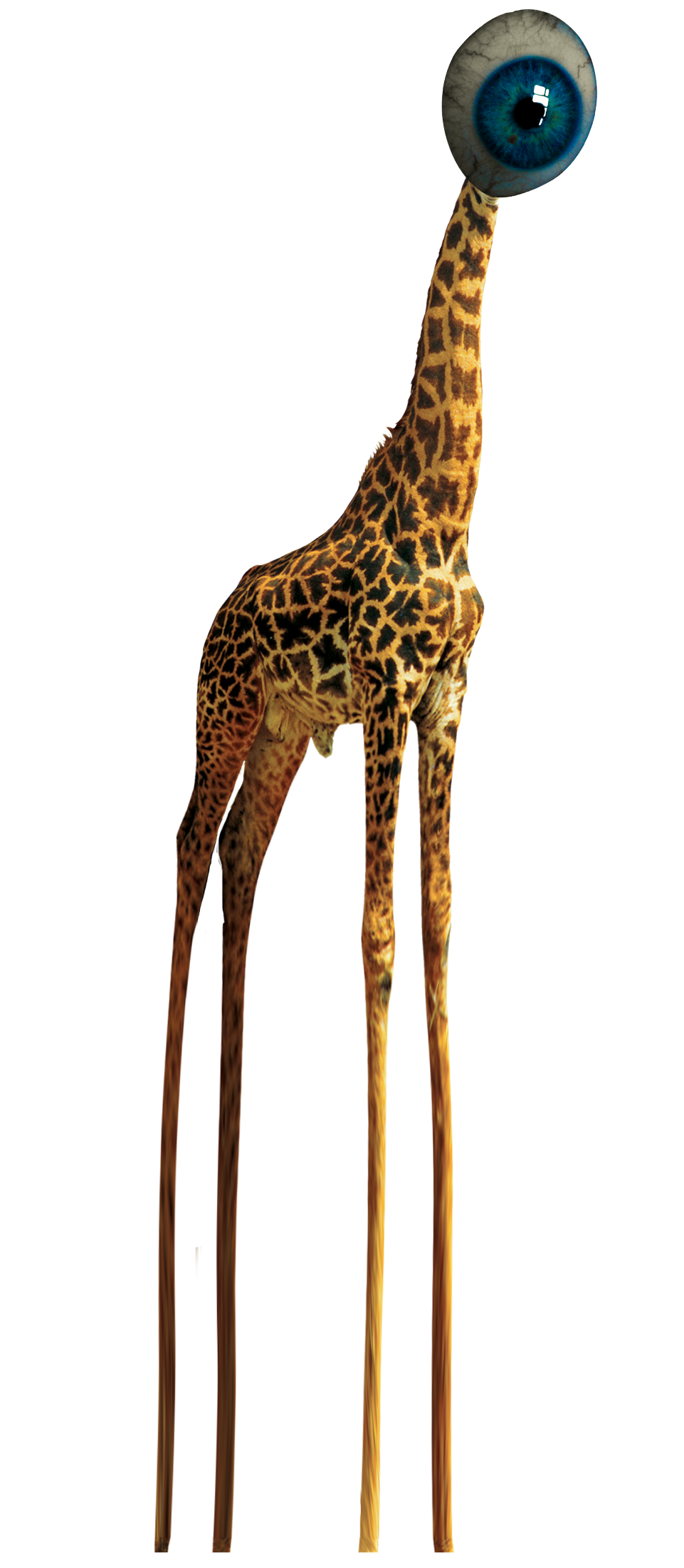 Eve66-Giraffe.png