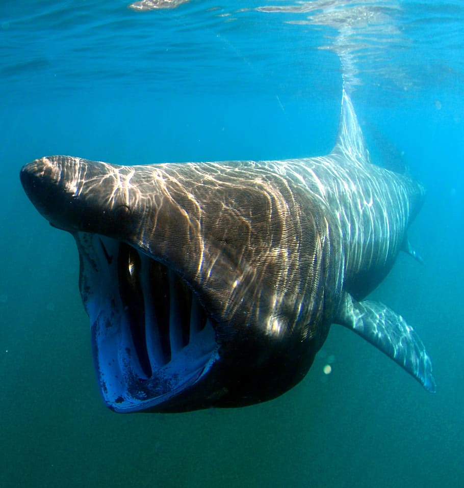 bPxFuel-asking-shark-cetorhinus-maximus-fish-photo.jpg