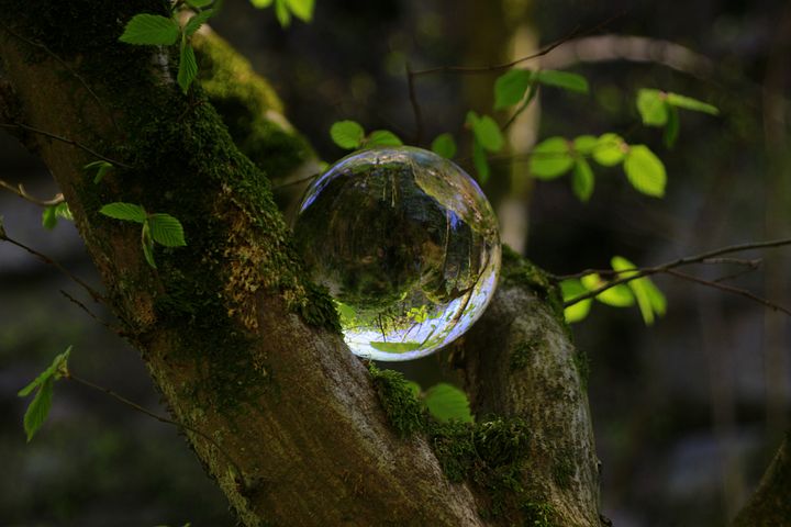 tree-4131668__480.jpg