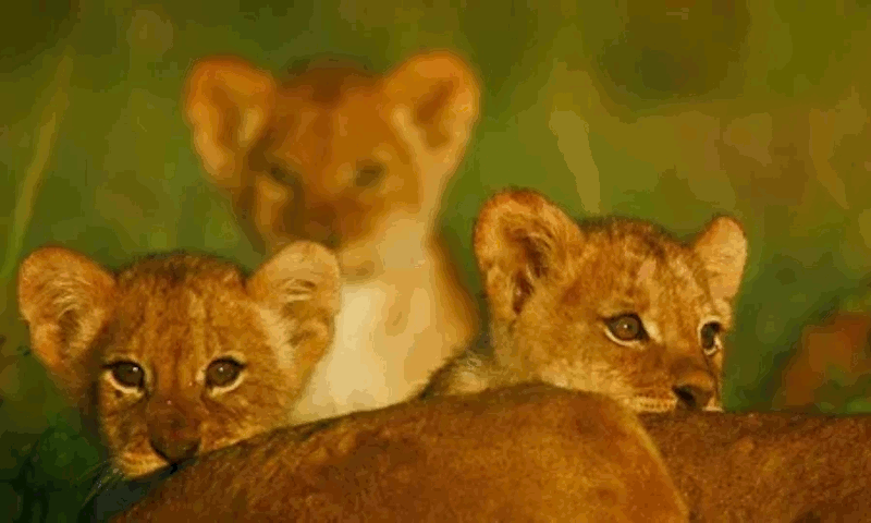 giphy.gif