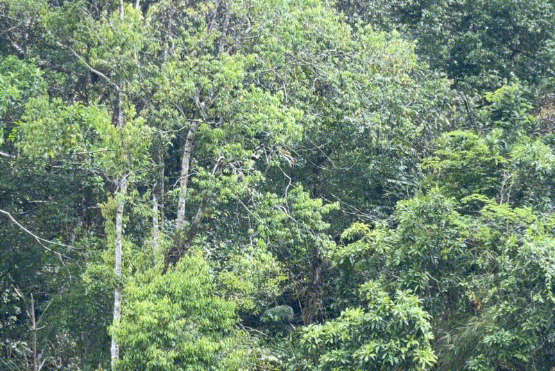 gif.gif