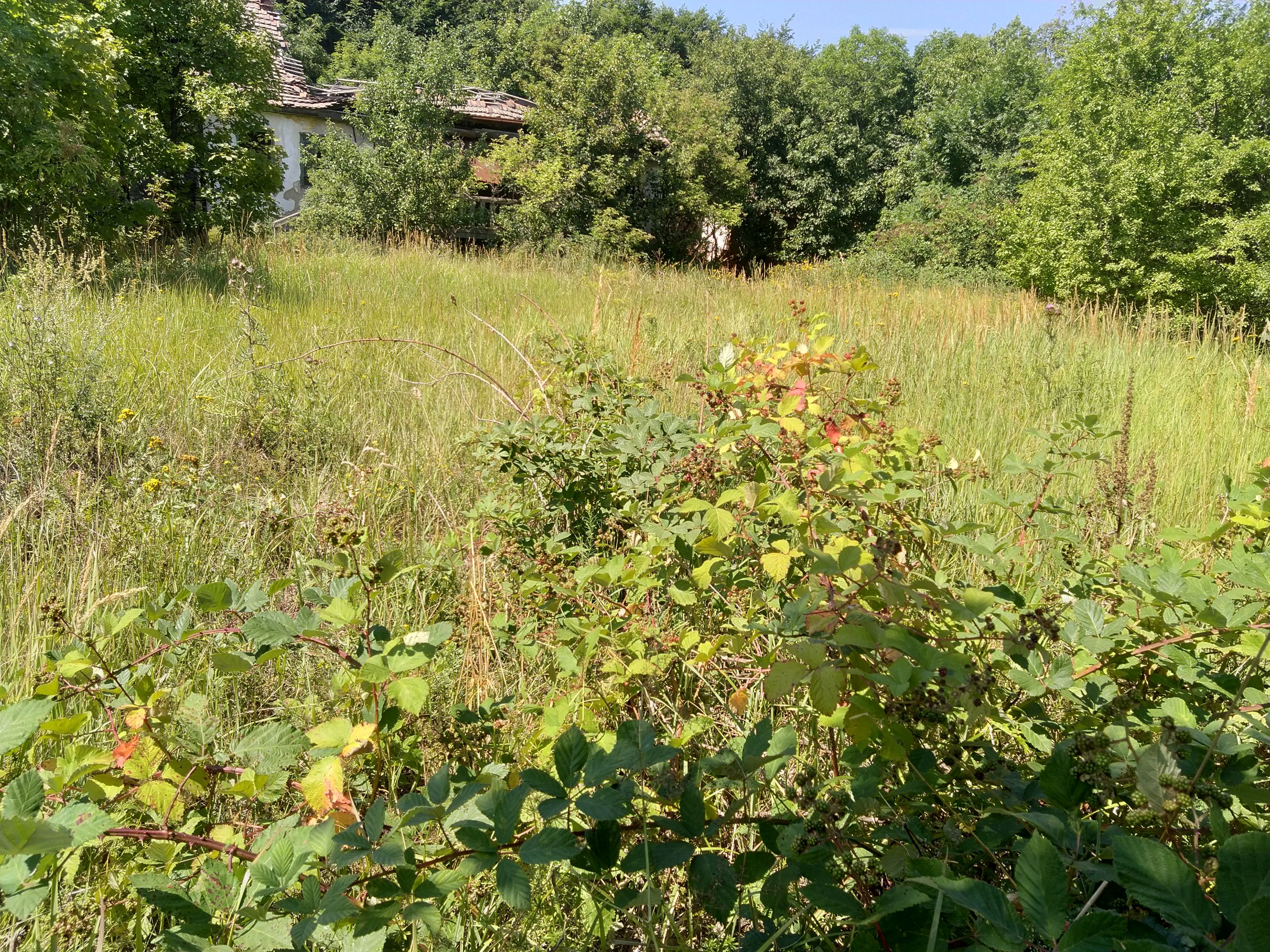 IMG_20250802_105625.jpg