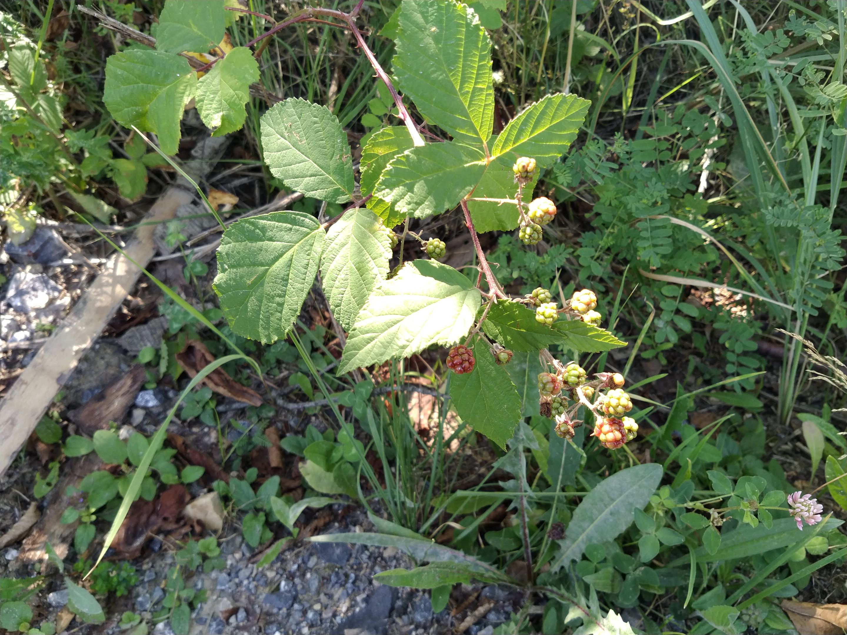IMG_20250802_103843.jpg