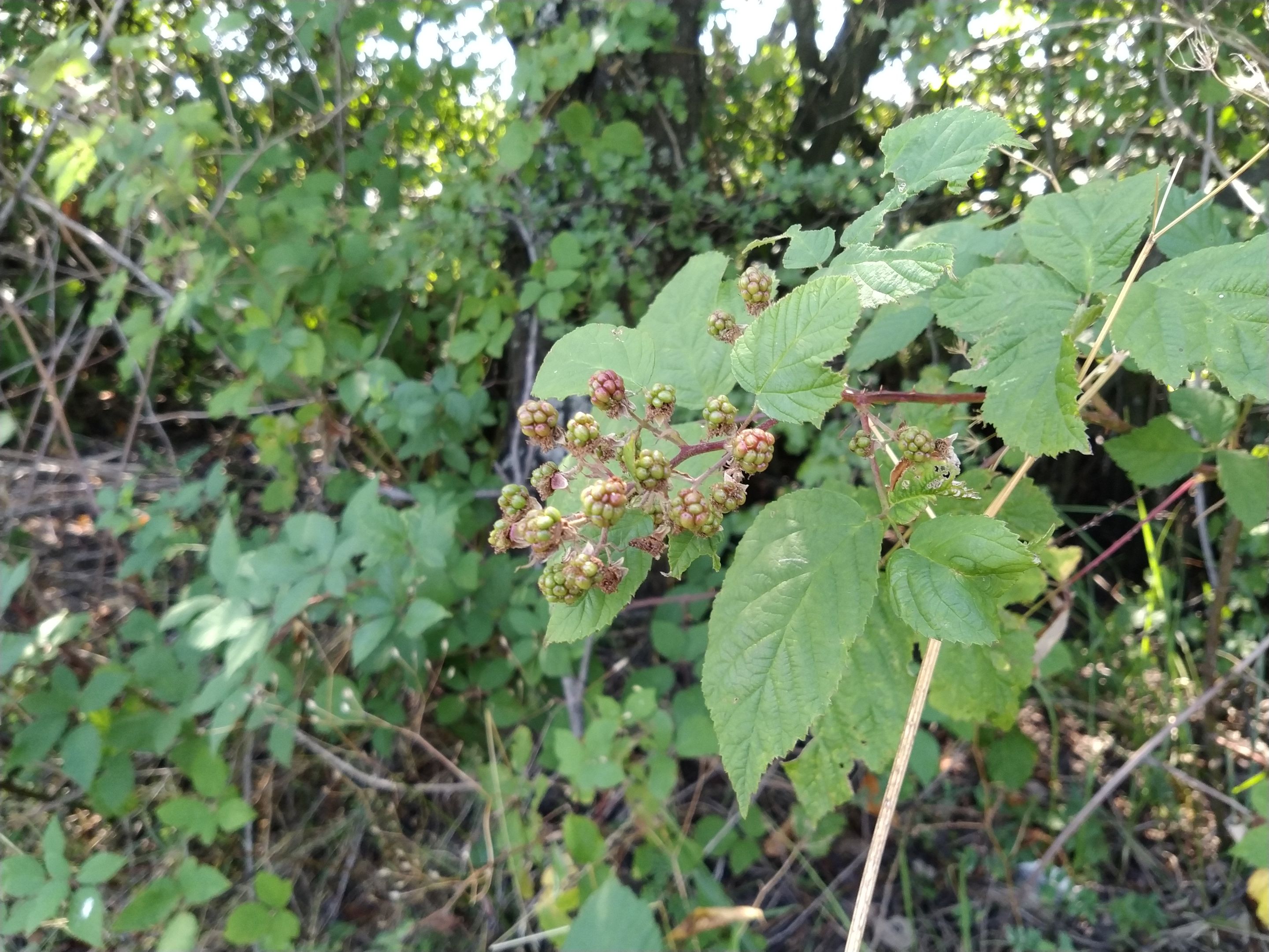 IMG_20250802_103339.jpg