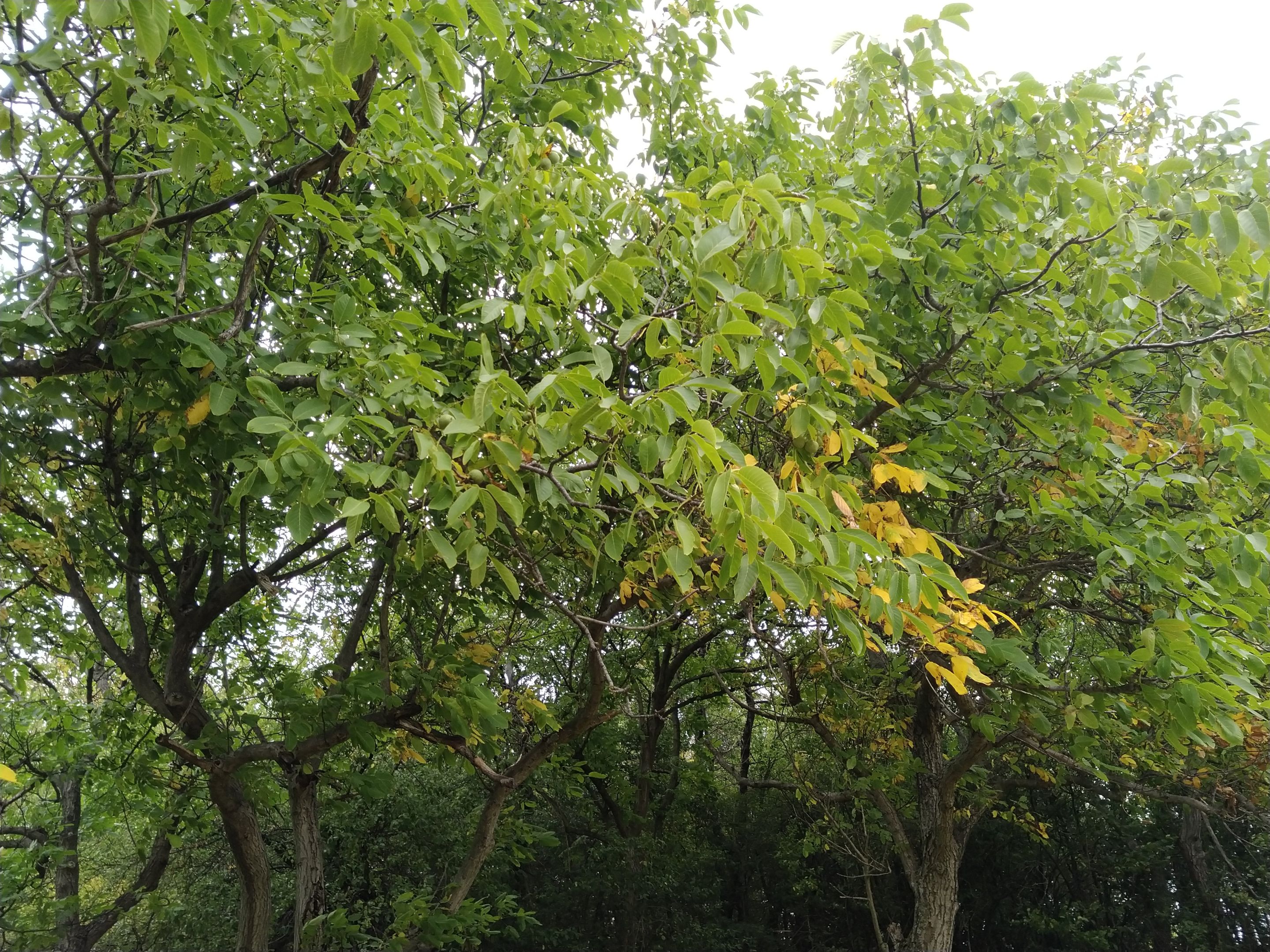 IMG_20250831_161811.jpg