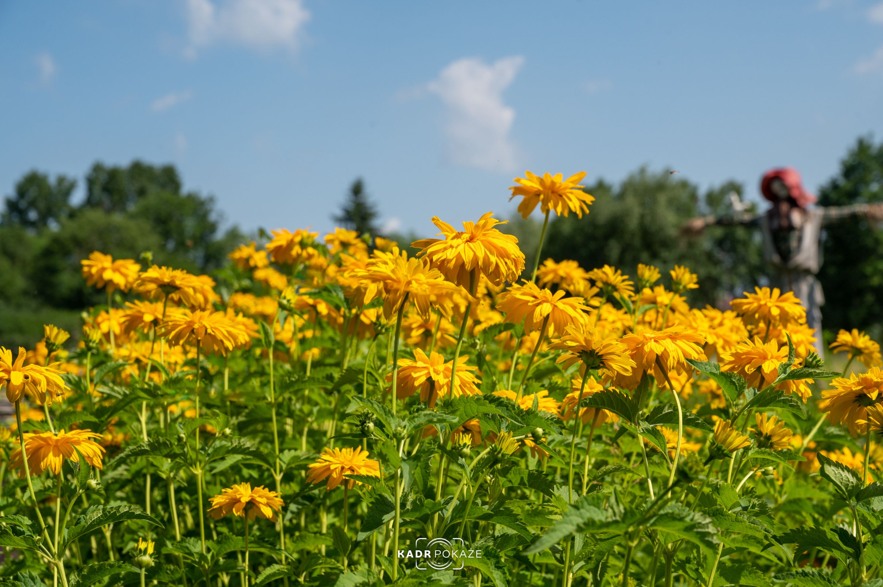 DSC_5225.jpg