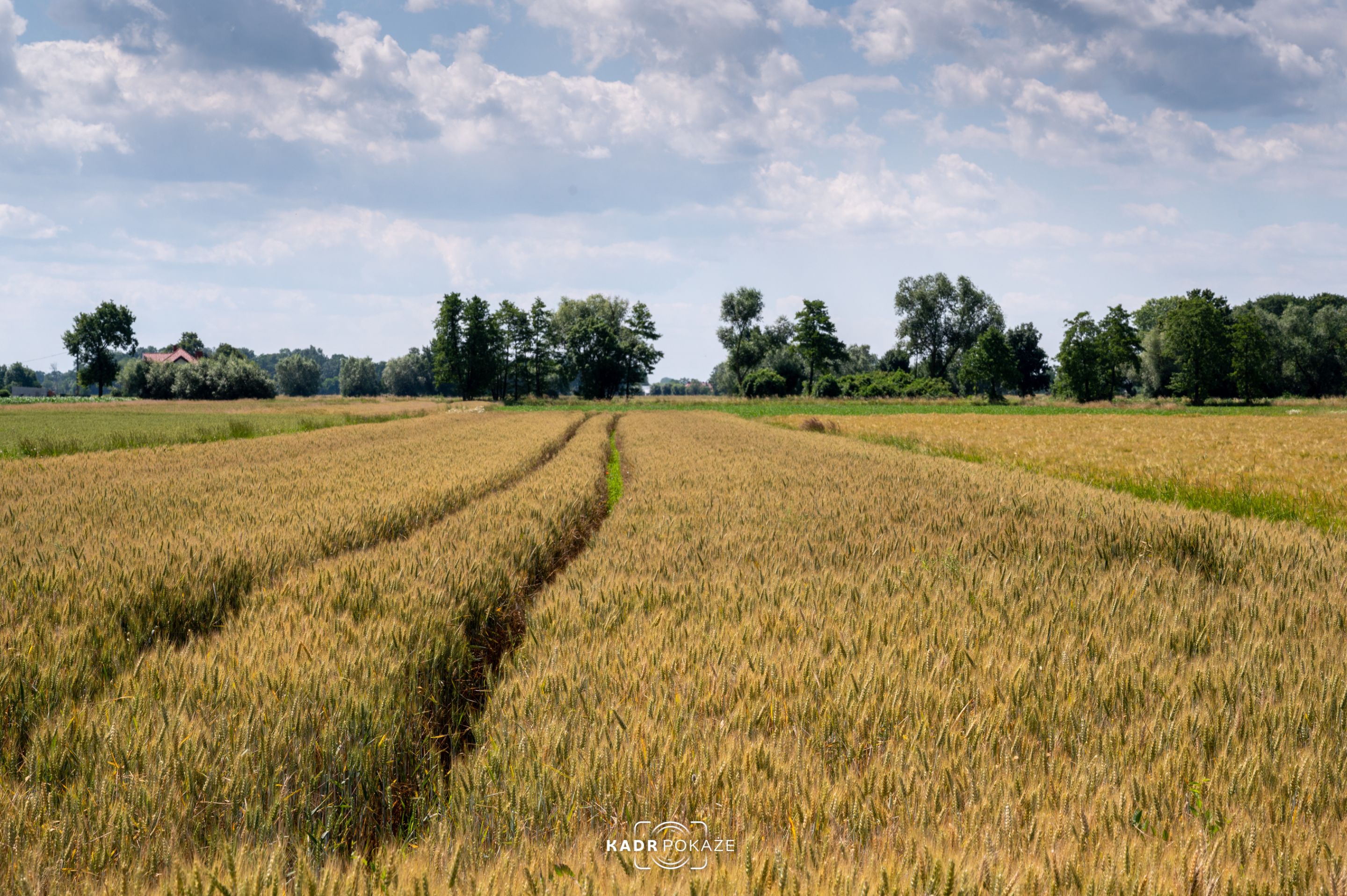 DSC_5252.jpg