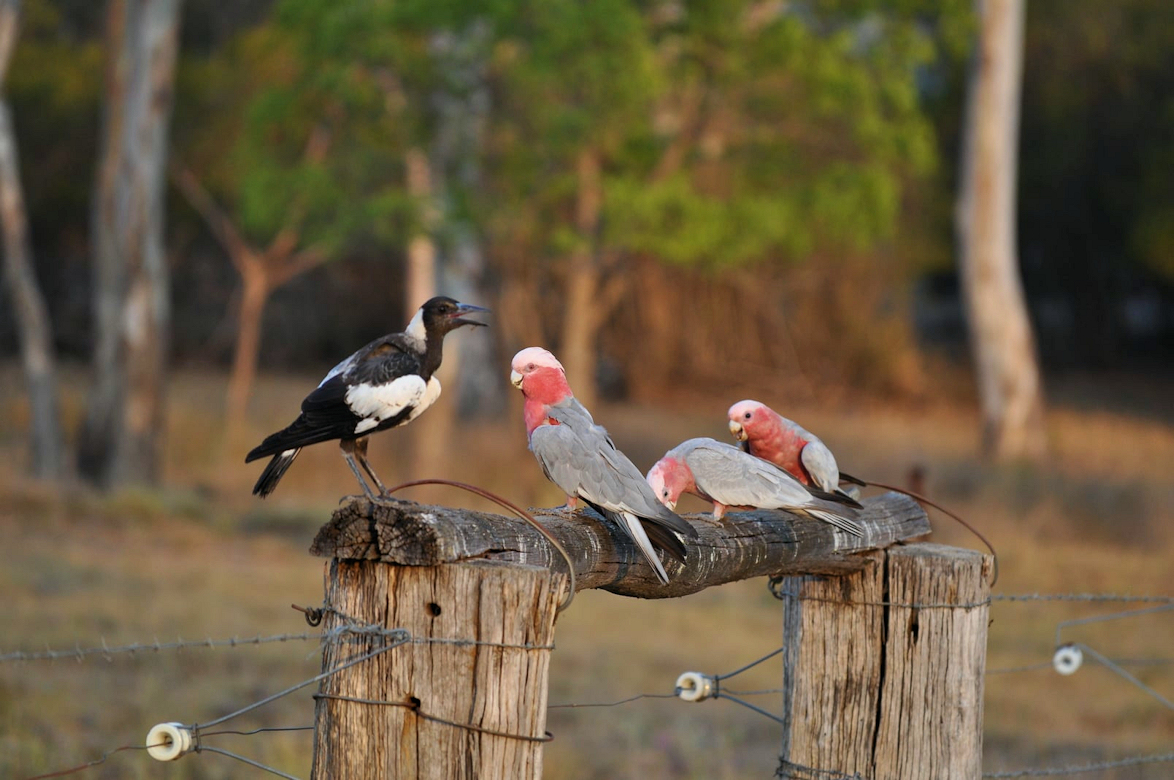 galahs.jpg