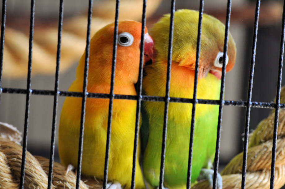 birdies.jpg