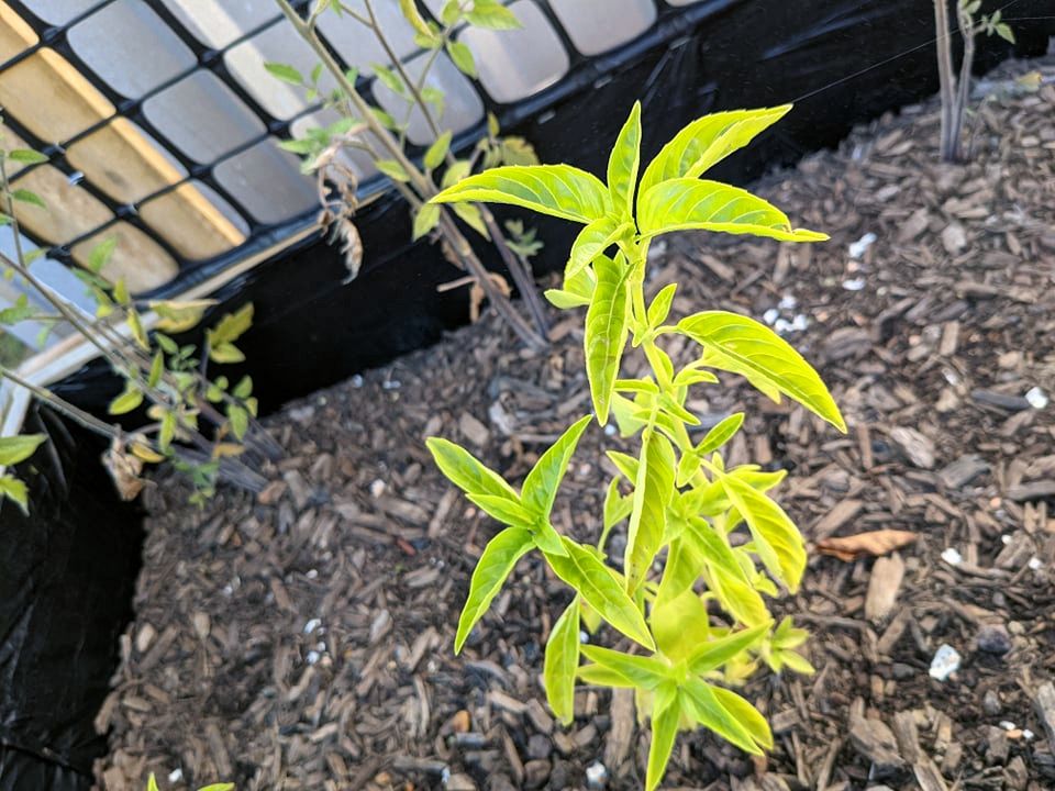 basil.jpg