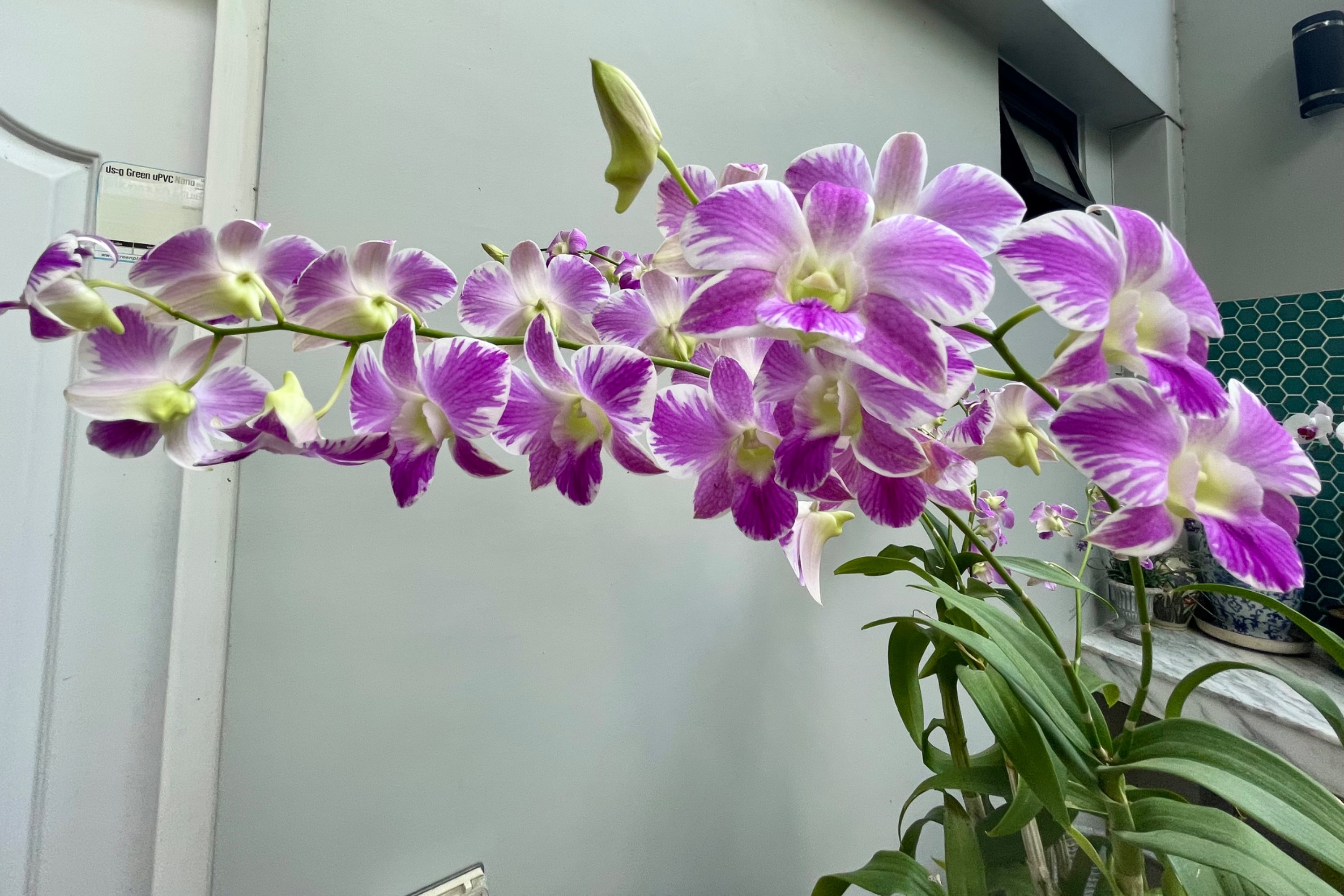 IMG_3080.jpeg