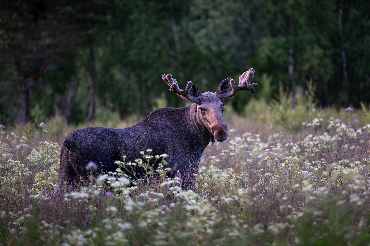 moose-9701539_1280.jpg