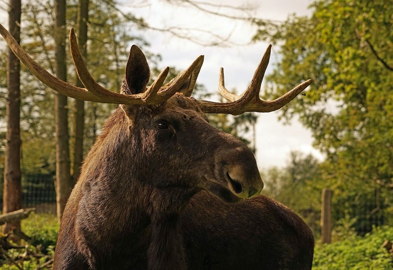 moose-1092448_1280.jpg