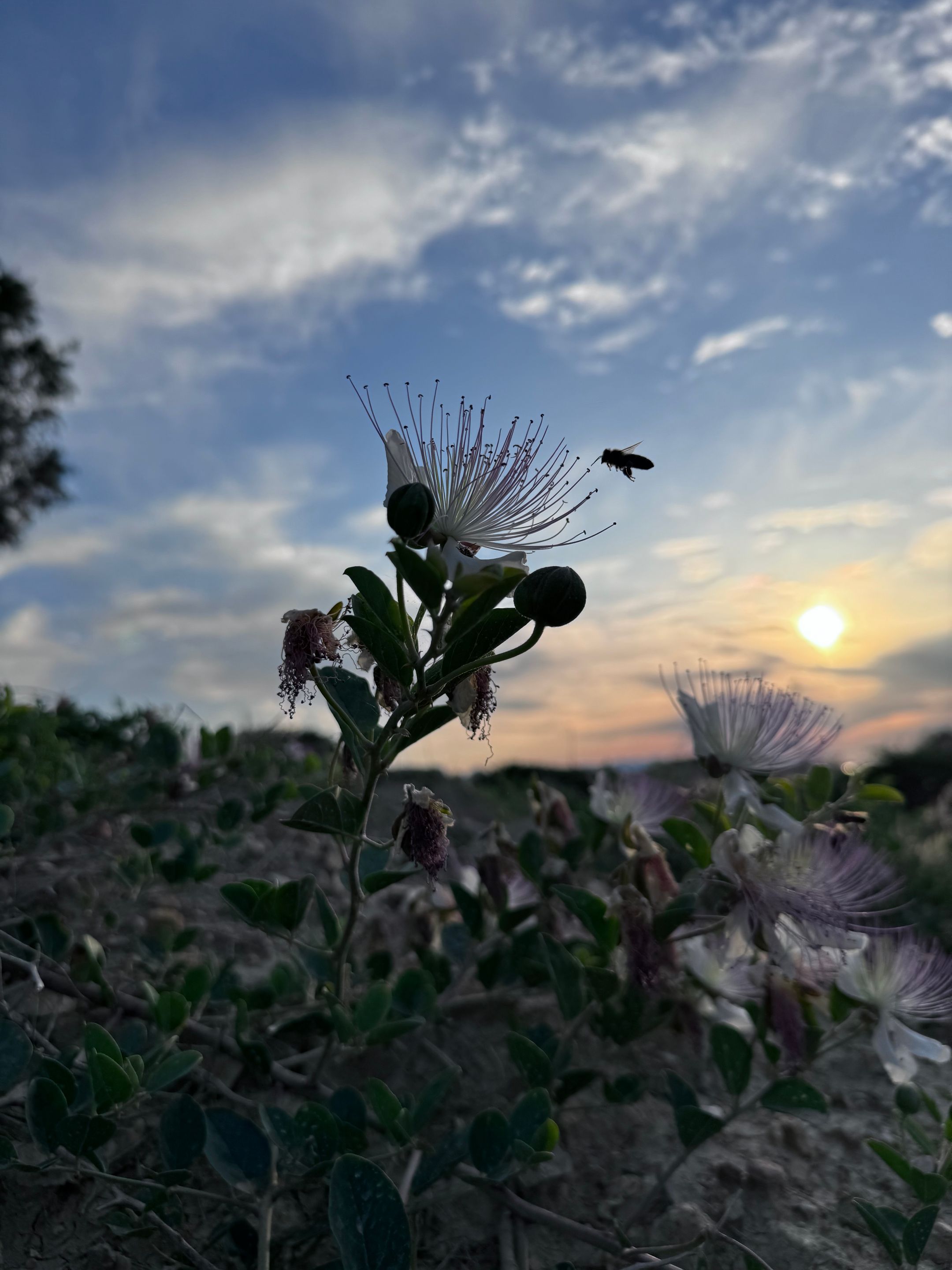 IMG_9072.jpeg