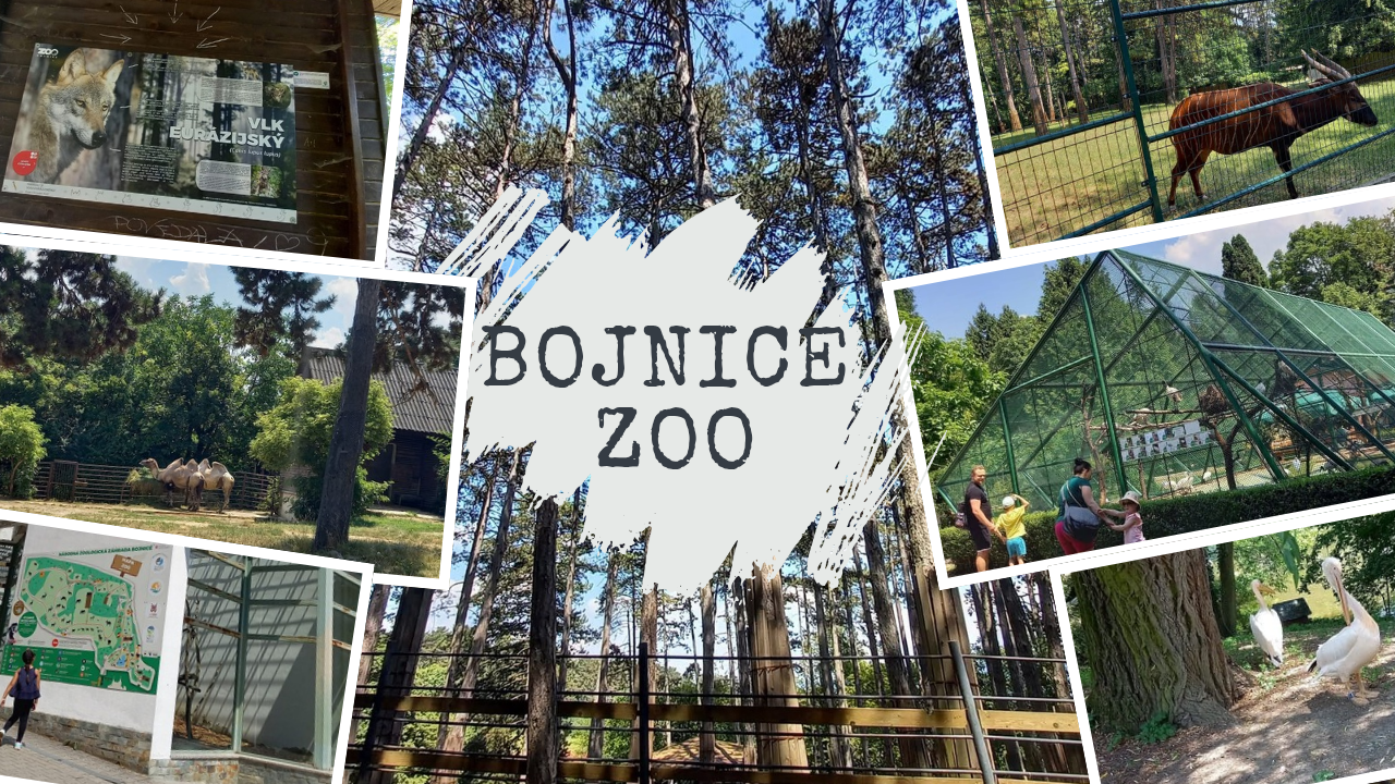  A Wild Adventure At Bojnice Zoo: Our Quest Of The Wolf And Aya’s Unforgettable Experience. 