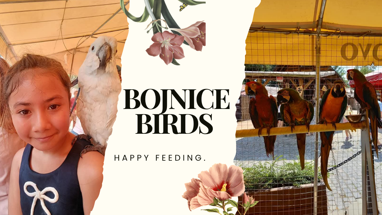 Our Parrot Feeding Experience:  A Magical Moment with  Colorful Parrots In Bojnice. 