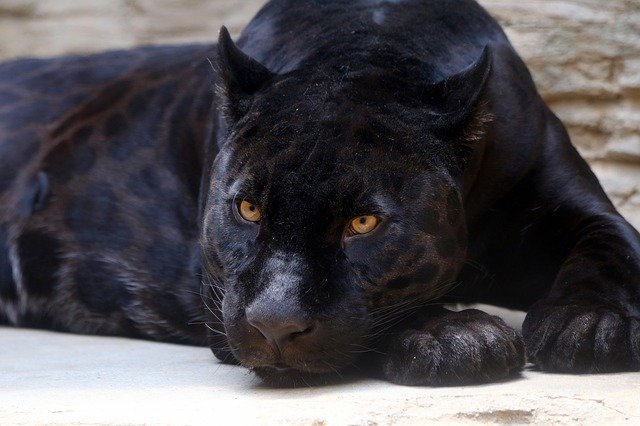 black-panther-ga112b0f9b_640.jpg