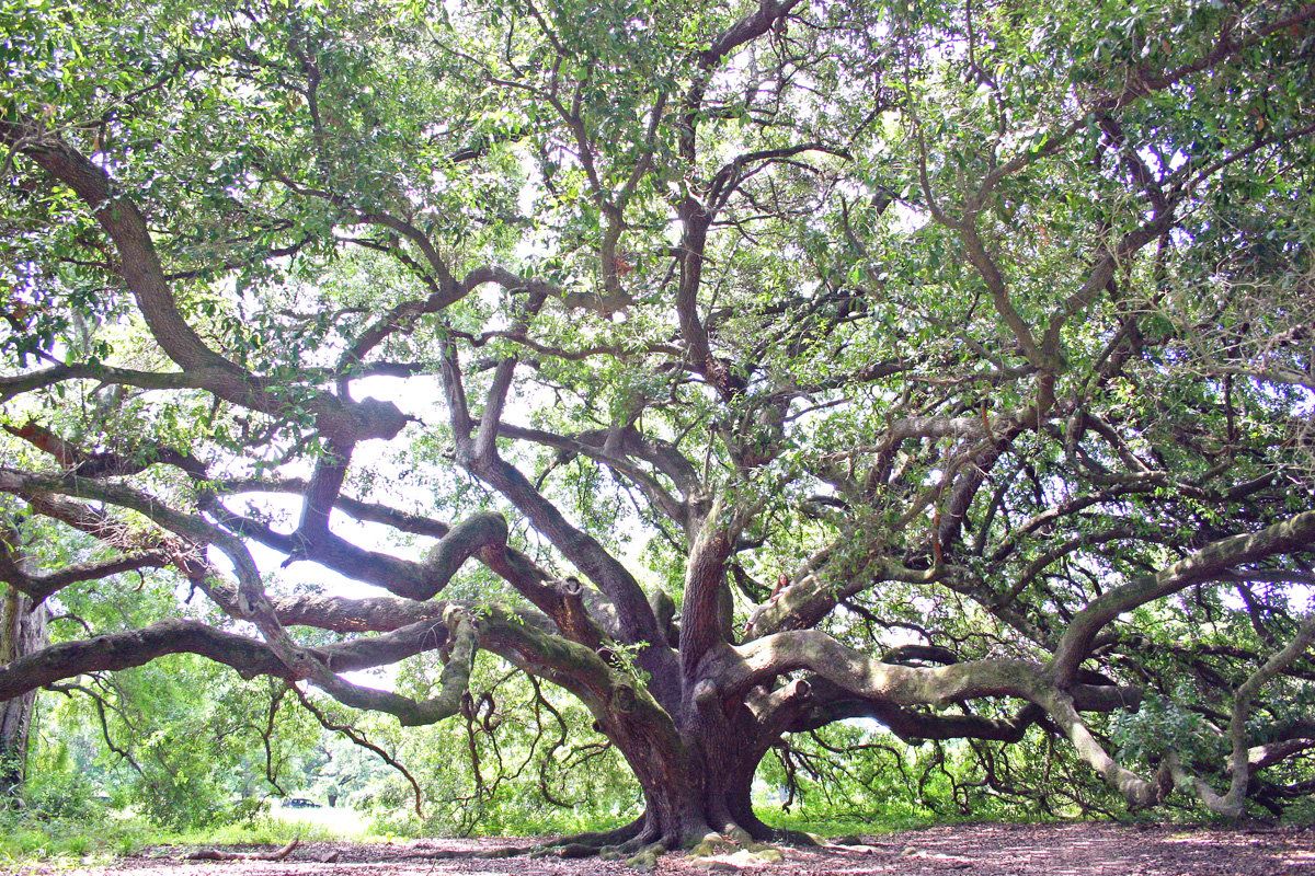 If you look hard, you can find me in the branches.