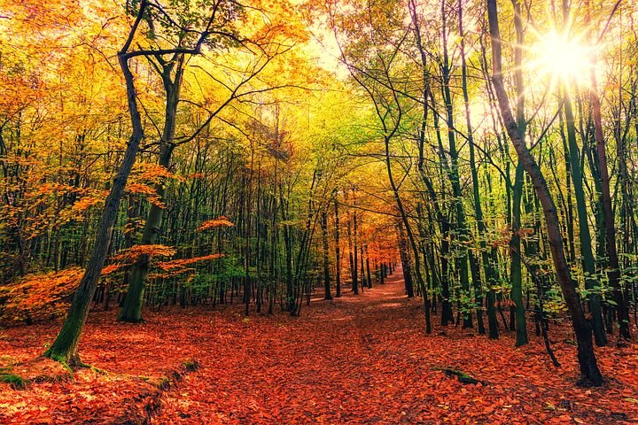 forest-3804001__480.jpg