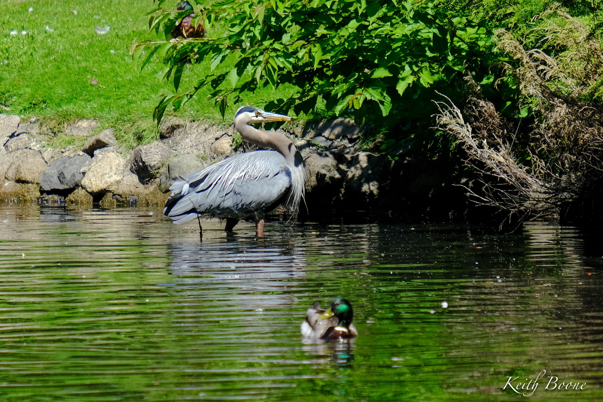 DSCF6688.jpg