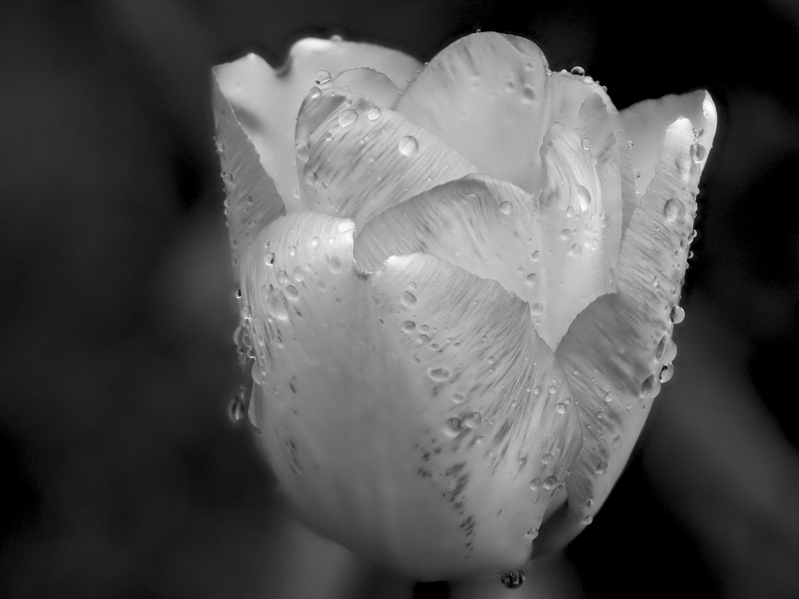 P5020116.jpg