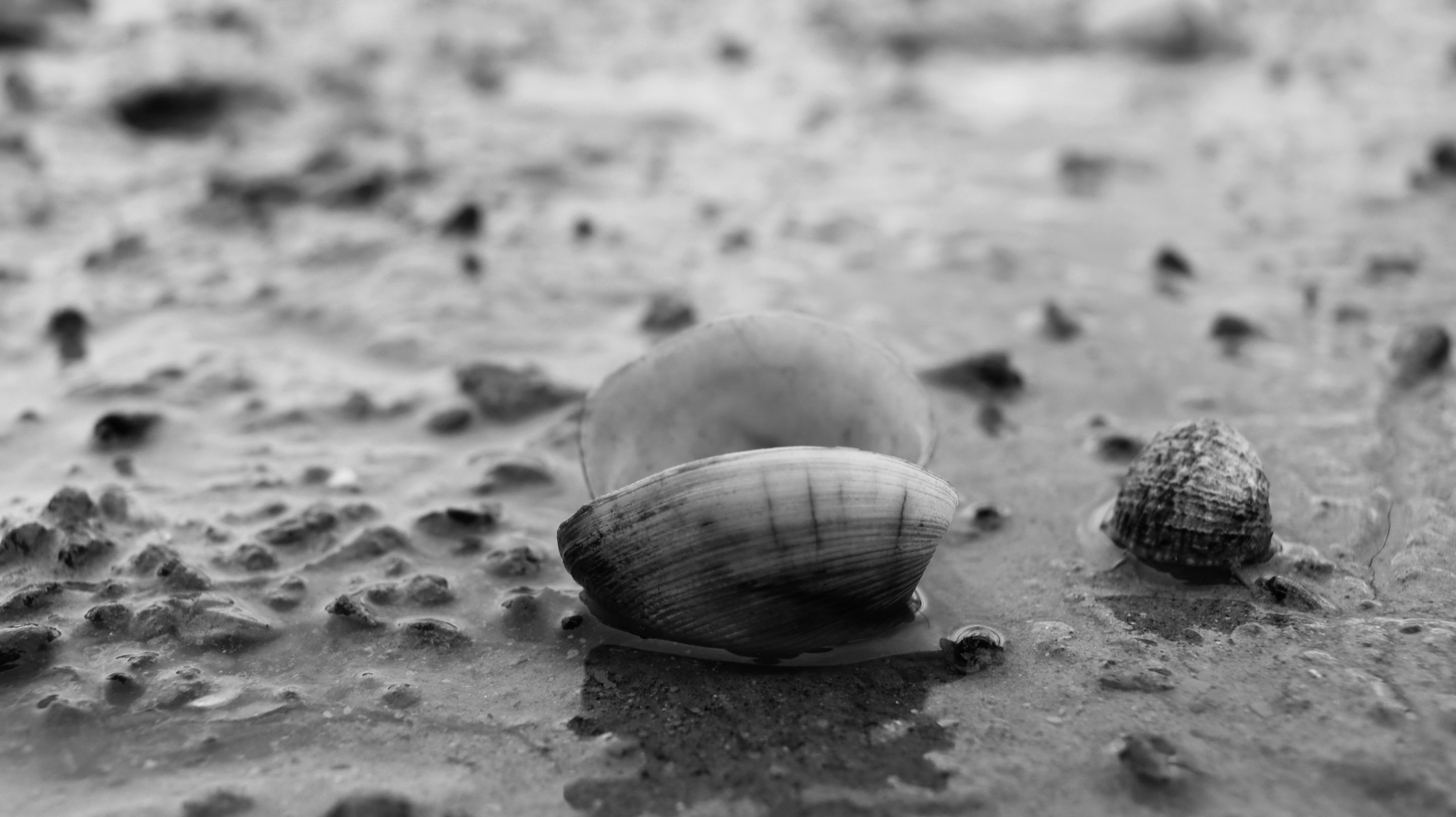 IMG_2145.JPG