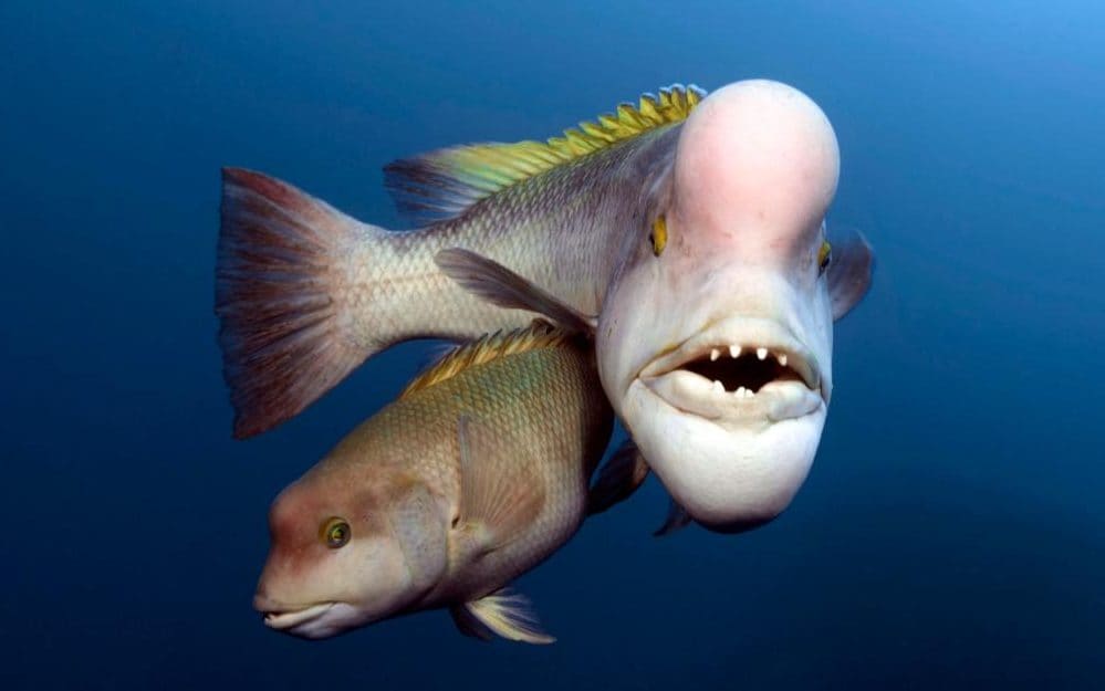 TELEMMGLPICT000144108354xlarge_trans_NvBQzQNjv4BqZqbNnzMENeQWOPqPMX4IhRy7TN7bbEnHI_PZtKCtQ.jpeg