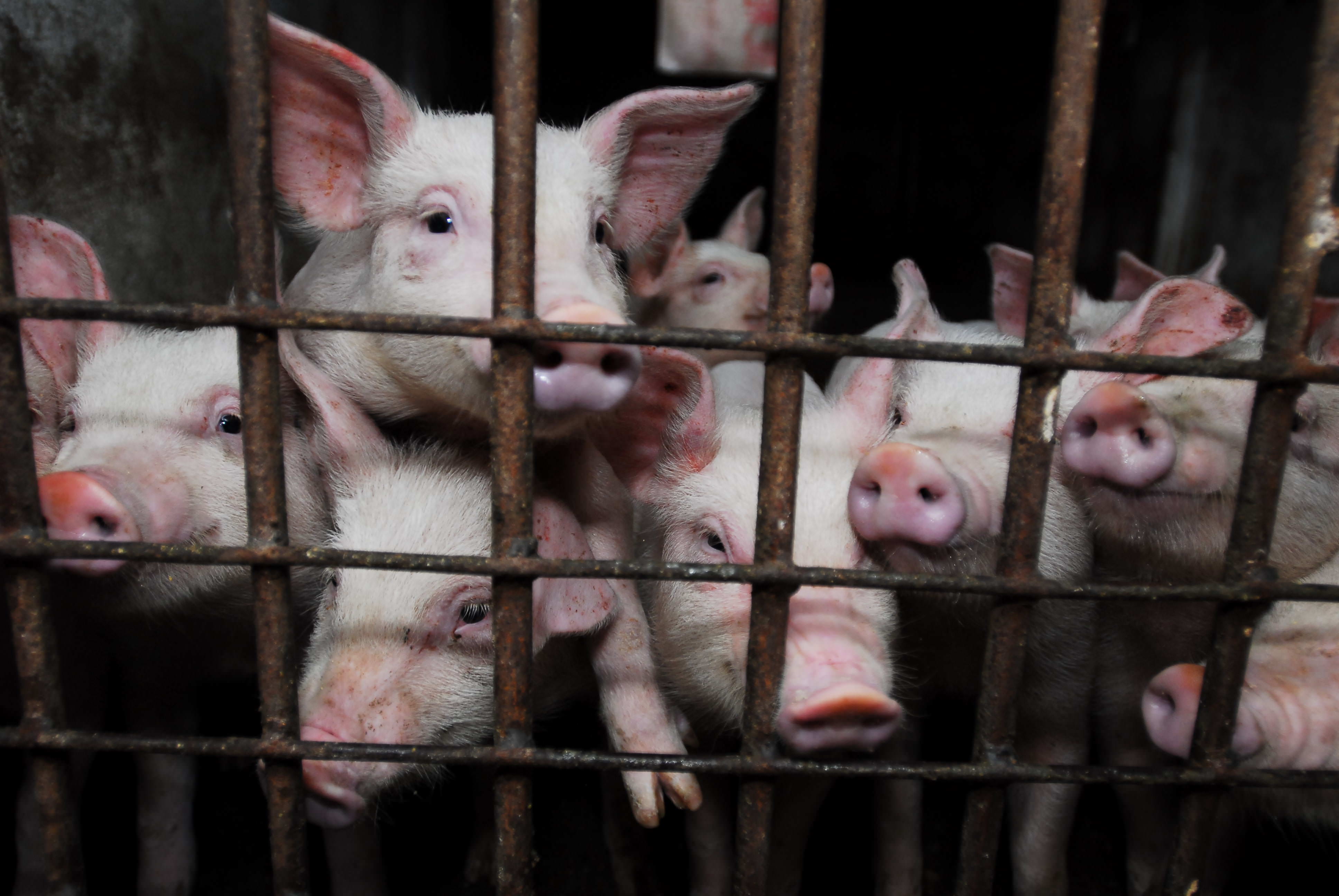 pigslookingthroughbarsinintensivefarm3872x2592.jpg