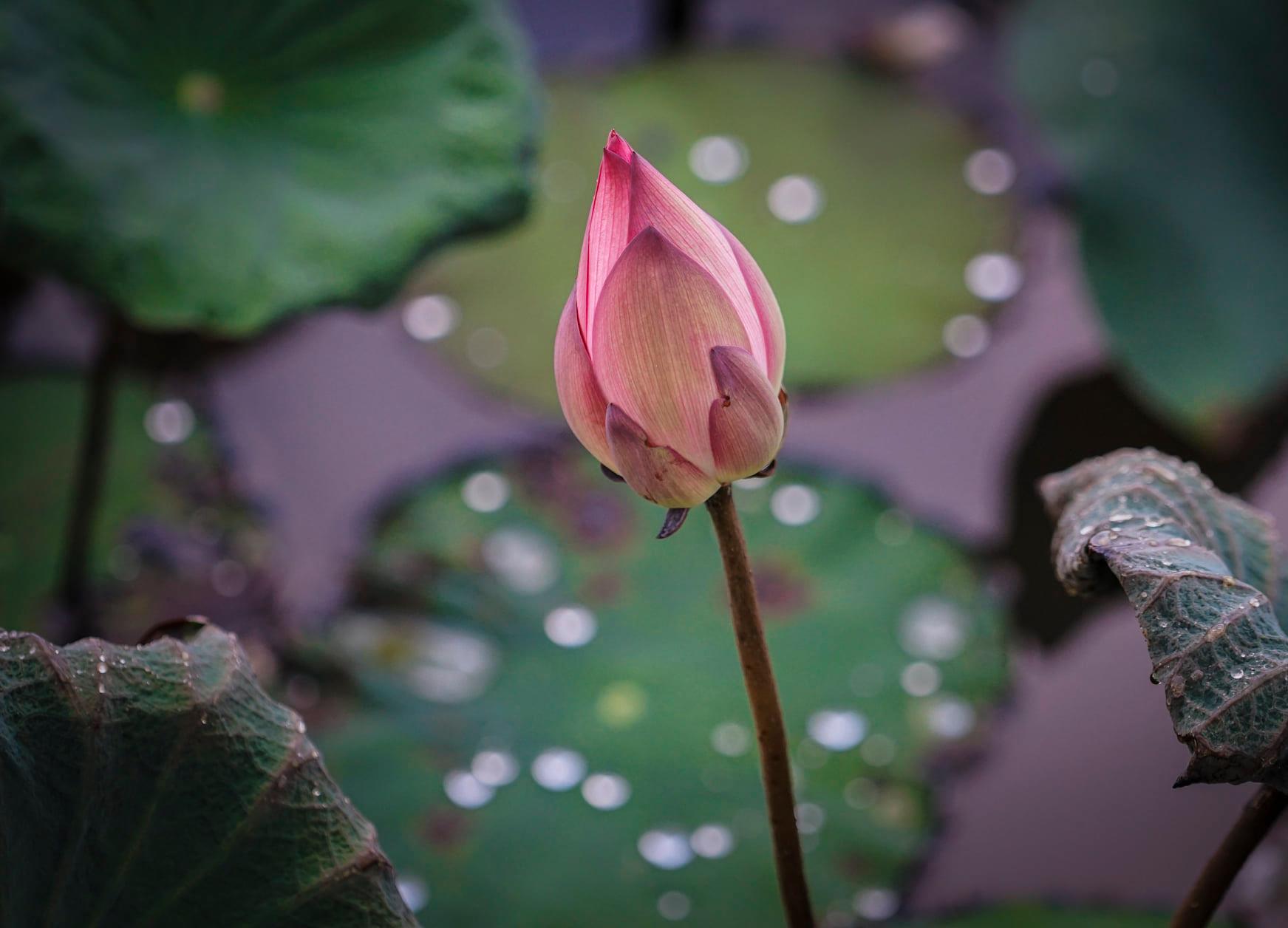 Bokeh Hoa sen.jpg