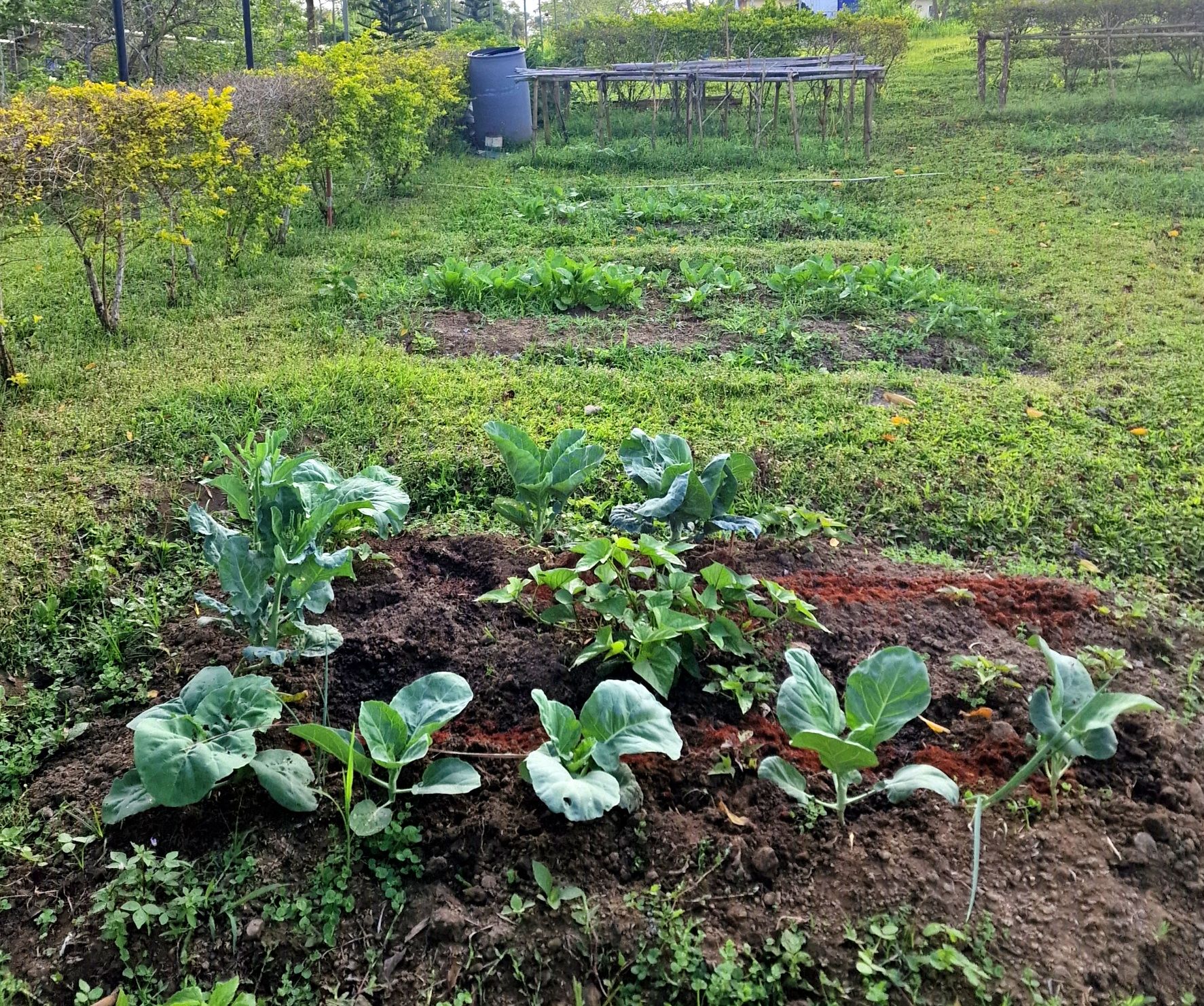 Garden_AltaMonte-6.jpg