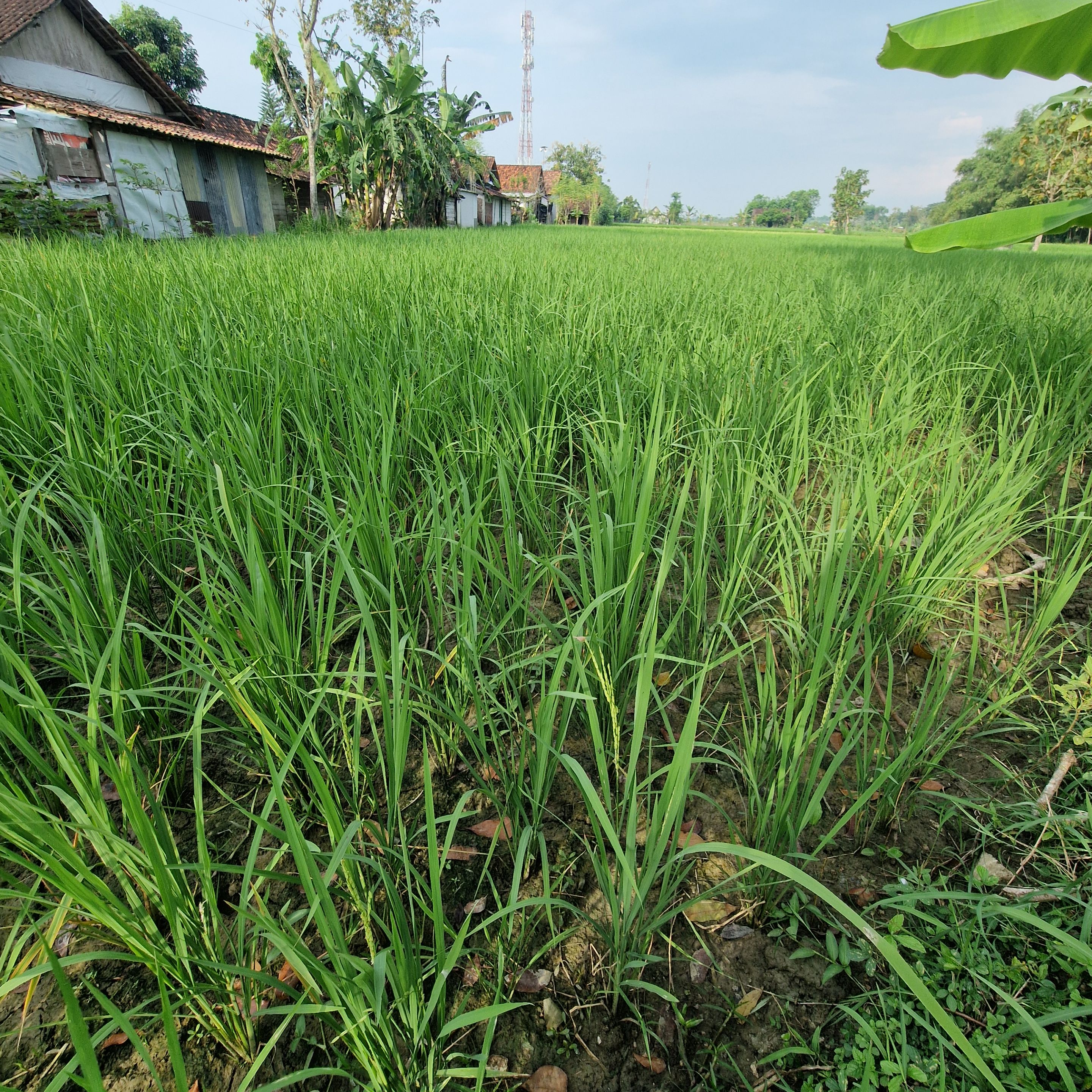 Sawah.jpg