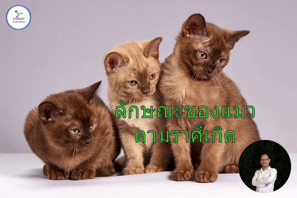 cute3273789_960_720.jpg