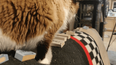 1000009174.gif