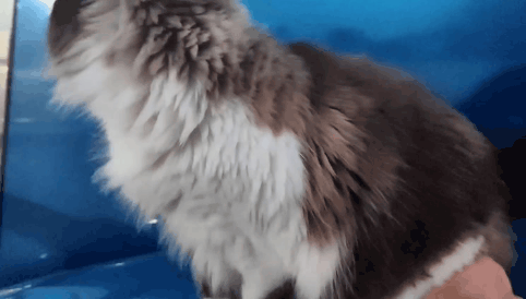 GIF_20250104_172156_738.gif