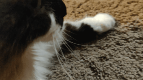 1000009151.gif